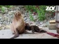 Californian Sealion pup born at Dublin Zoo