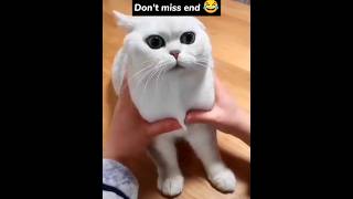 Funny Cat Videos ? That Will Make You Laugh Out Loud funnycatvideos shorts
