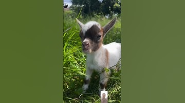 Funny Animal Sounds In Wildlife: Buffalo, Panda, Giraffe, Cow, Goat, Dog,... | Animal Moments#viral