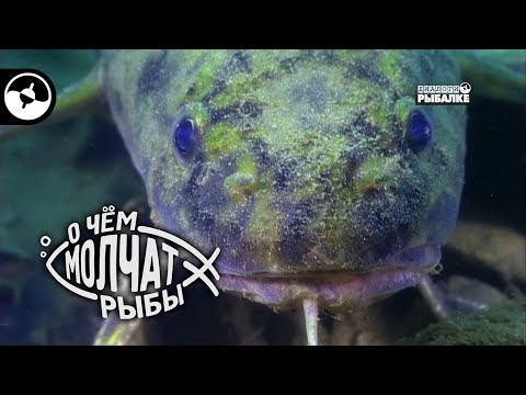 Самый активный зимний хищник | О чем молчат рыбы