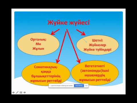 Бейне: Ішкі секреция бездері қантамырлы ма?