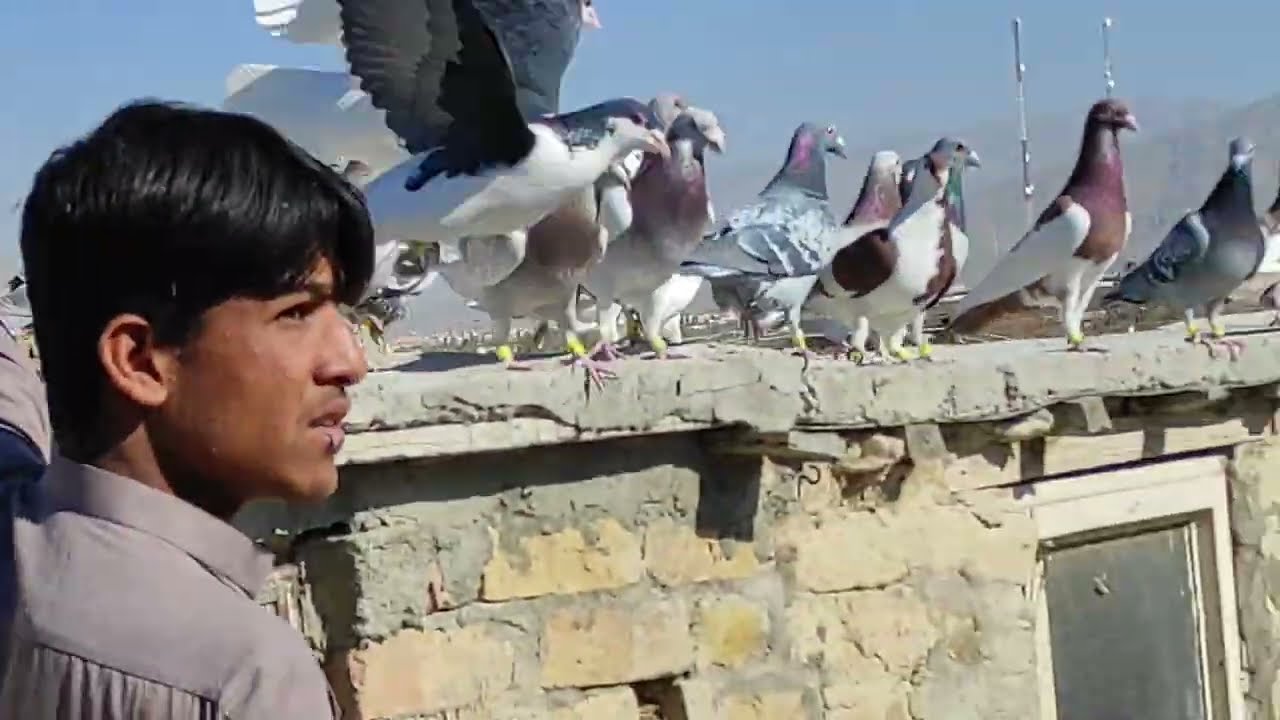 Dr Akbir ustad kay 118 fighter larnay walay kabootar _ kabootar bazi ka show Kali Ismail quetta