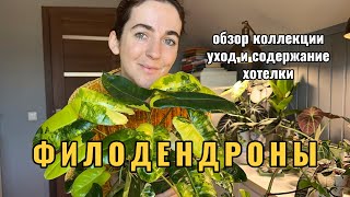 видео: Моя коллекция филодендронов: обзор, уход и содержание, виш-лист. картинка: Моя коллекция филодендронов: обзор, уход и содержание, виш-лист.