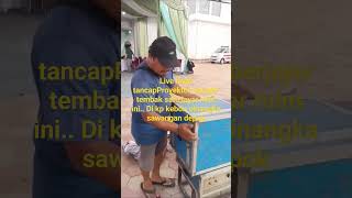 live Proyektor berjejer tembak satu layar mlm ini.. Di kp kebon cinangka sawangan depok shorts