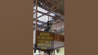 Kicau Burung ngikutin pemiliknya || Kicau Burung Jalak Suren Newbee😂😂