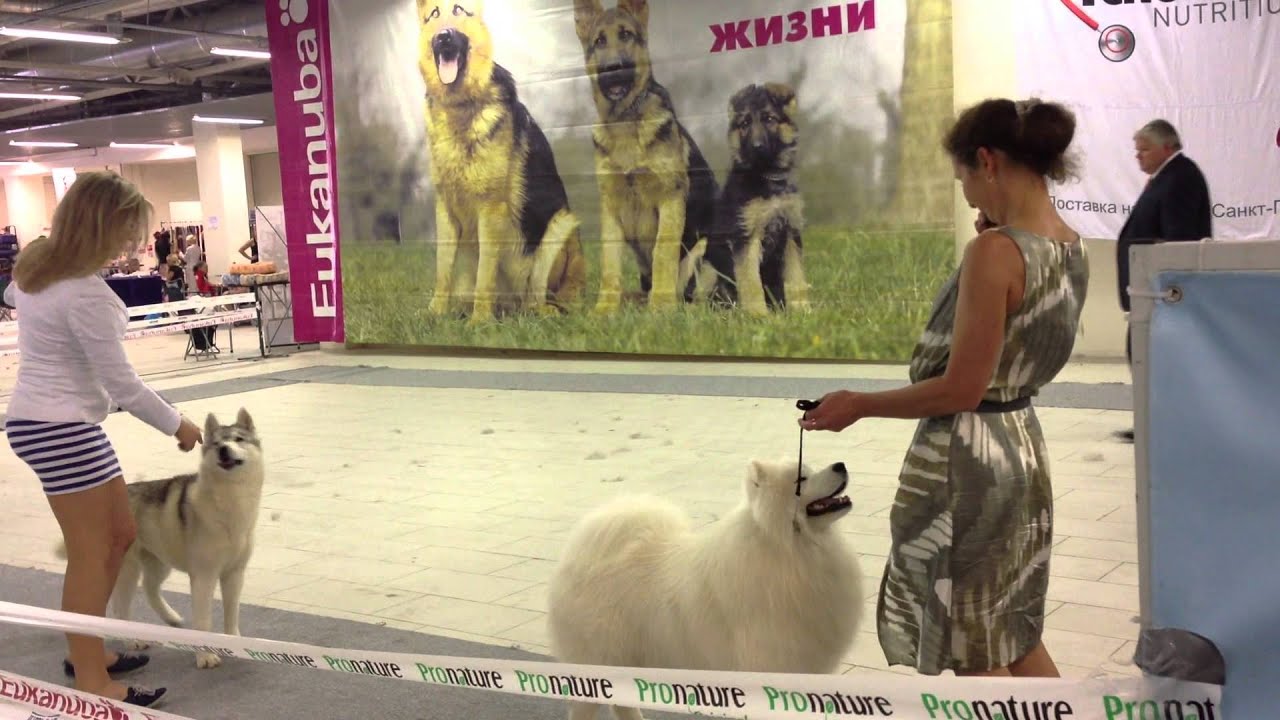 30 июня МОНО СЕС " Белые ночи 2013" эксперт Geert Japping IMG 0775