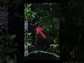 LIVE MISTERI #horror #ADA PENAMPAKAN MBA KUN KUN