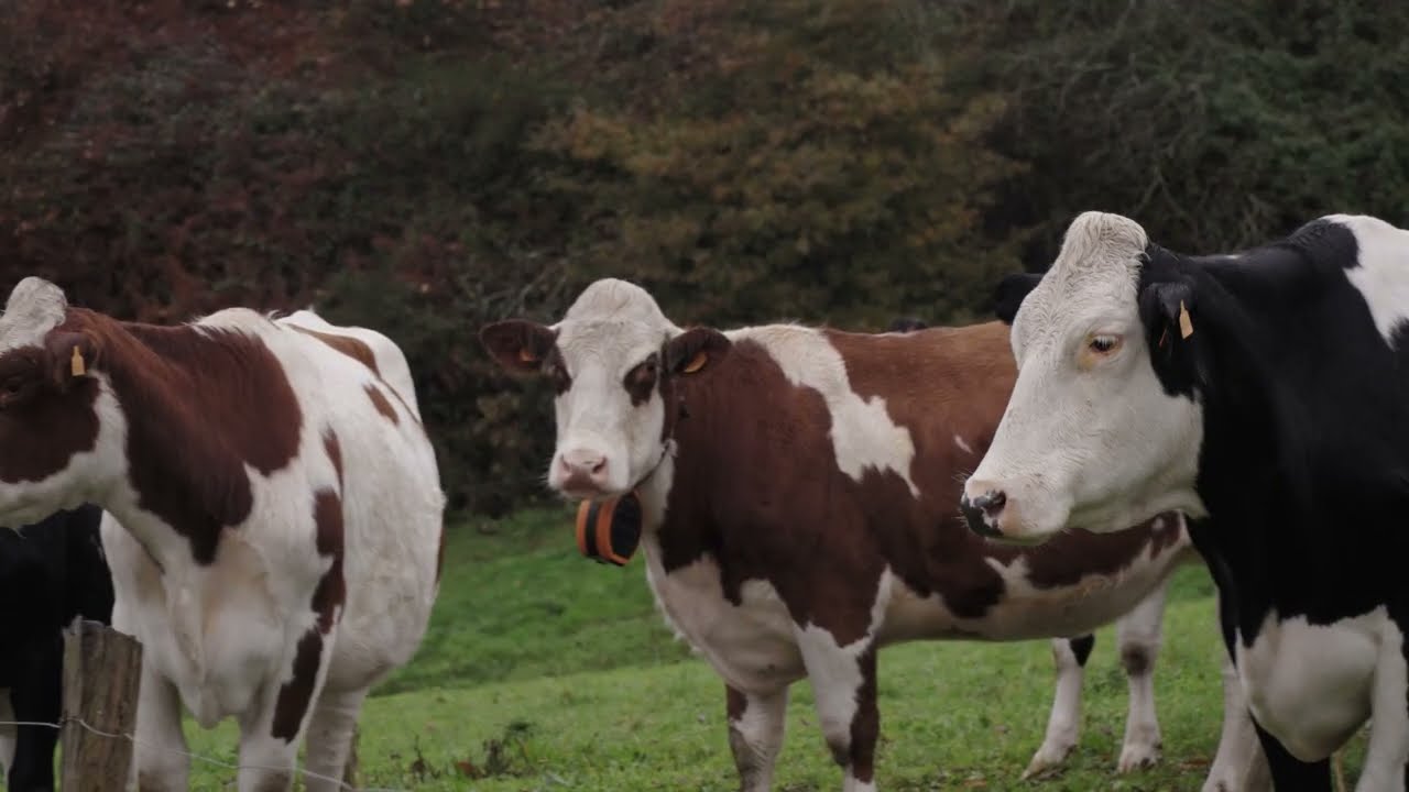 Novas tecnoloxías para a xestión do pastoreo: A vela
