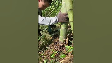 Handheld Bamboo Tree Cutting Scissors- Good tools and machinery can increase work efficiency