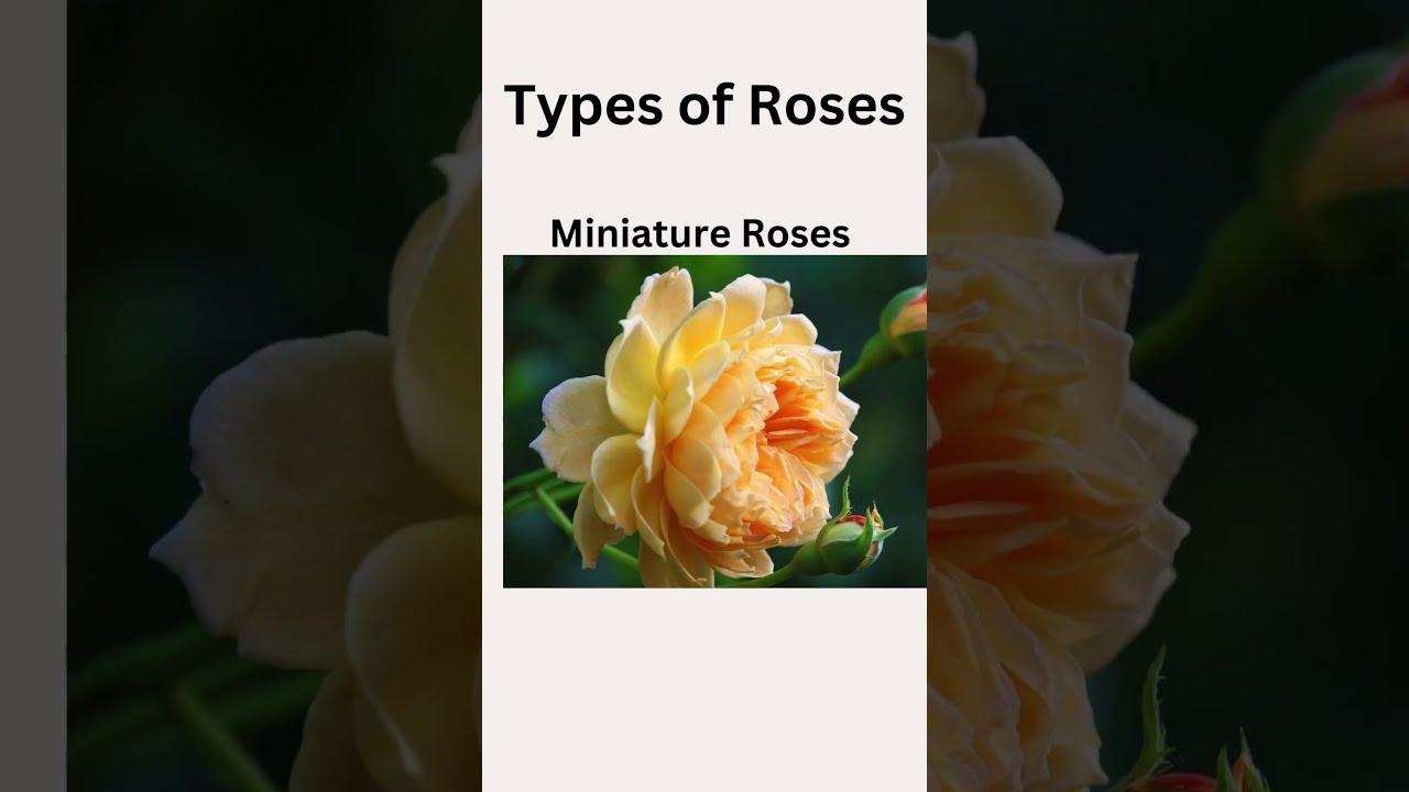 Beautiful Types of Roses 🌹 | Learn Rose Varieties with English with Umme"