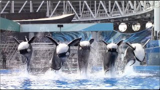 Dine With Orcas (Full Show) - SeaWorld Orlando - January 16, 2021