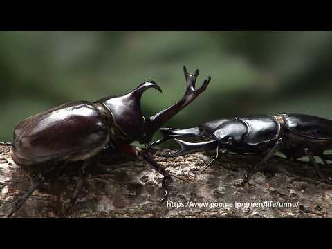 カブトムシvsオオクワガタ