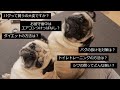 「パグって飼うの大変ですか？」Yahoo!知恵袋の質問に勝手にお答えします