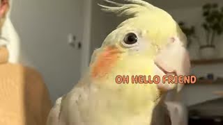 Birbs of A Feather, Flock Together