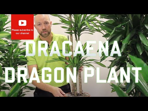 Video: Dracaena fragrans: auginimo ir priežiūros ypatybės