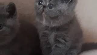 Маленькие экзотические котята Маленькие экзотические котята