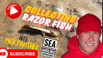 Sea Fishing Uk | Collecting Razor fish | Bait Collecting | Shore Fishing | Travel to Cornwall