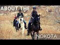 About the nokota horse  rare breed  discoverthehorse