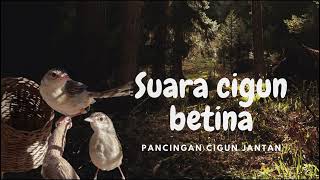 suara ciblek gunung (cigun) betina pas untuk pancingan cigun jantan malas bunyi.   #cigunindonesia