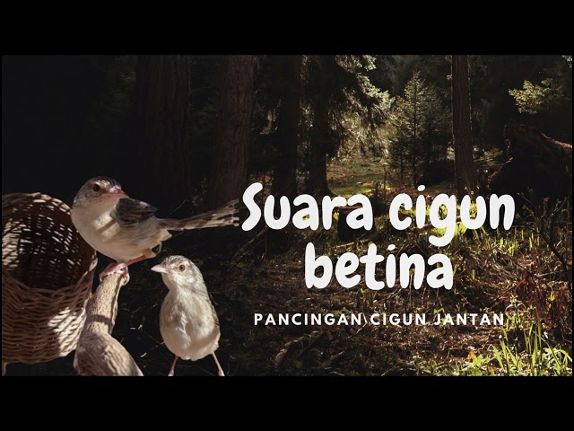 suara ciblek gunung (cigun) betina pas untuk pancingan cigun jantan malas bunyi.   #cigunindonesia class=