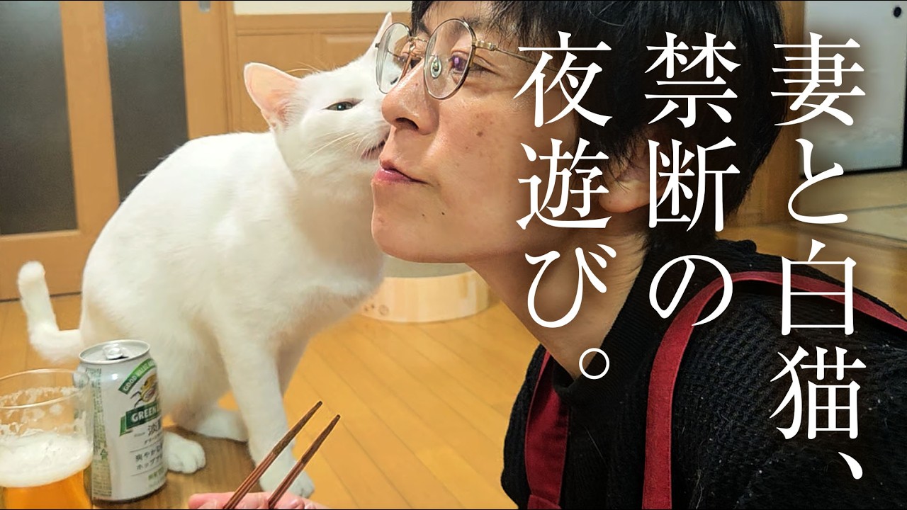 【腹痛え😂】22時30分に白猫と妻がやっている遊びが、独特すぎて理解不能です。
