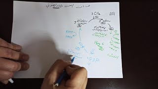 حسابات الطاقة ج1: البناء الضوئي - أحياء 12 علمي مجاهد بركات