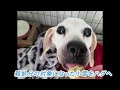 老犬捨てる人が増加…保護して16匹看取ってきた代表「飼い主に見せたい。最期までこんな立派に生きたよと」