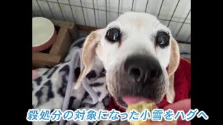 老犬捨てる人が増加…保護して16匹看取ってきた代表「飼い主に見せたい。最期までこんな立派に生きたよと」