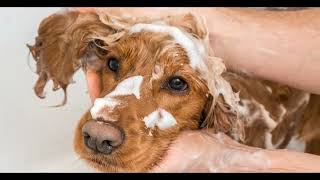 Brittany Spaniel: Unleashing the Love & Energy