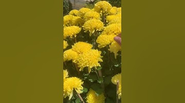 Hoa Cúc Đại Đoá Tết 2024 Khánh Hòa Chậu 1M2 1M 85 60 40 Hoa Cúc Giống Xuất Các Tỉnh  #shorts