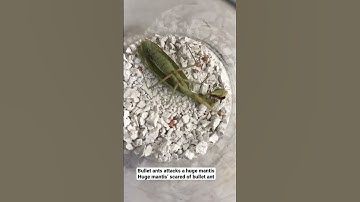 Bullet Ant Attacks a huge mantis || mantis vs. bullet ant #wildanimals #wildlife #animalphotography