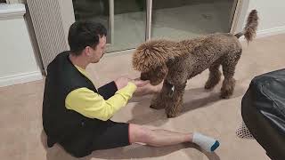 Standard Poodle Dog tricks