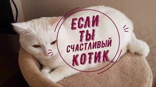 Если ты счастливый котик, скажи МЯУ! )))