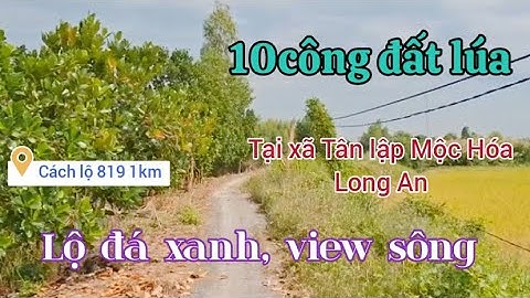 Chào bán 10công đất lúa 3vụ Tại xã Tân lập mộc Hóa Long An Wt ☎️ 0335535649 #bdslongan