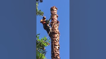 Cutting Down a Palm Tree