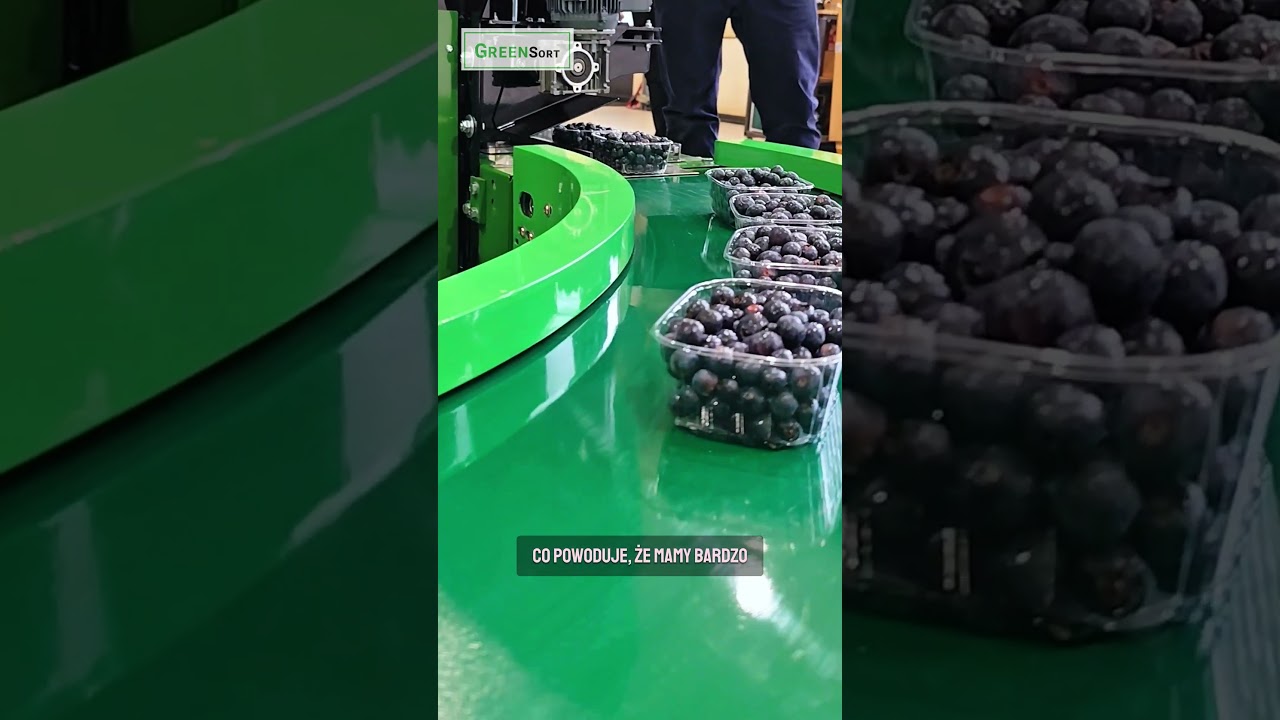 Naważarka taśmowa do bor&oacute;wki Green Sort - pakowanie bor&oacute;wek