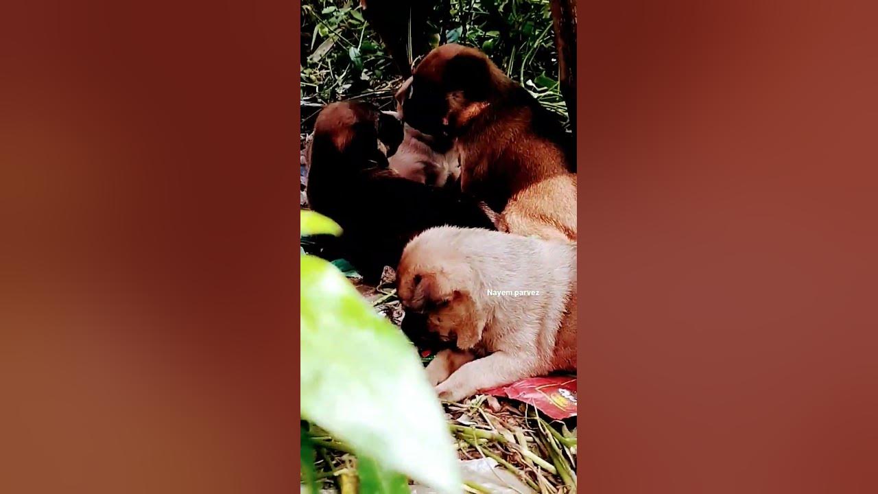 Animal Better Than Fake People YouTube animal-better-than-fake-people-youtube