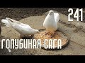 Голубиная сага - Вот и перезимовали (Серия 241)