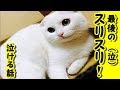【感動 泣ける話 猫】最後のスリスリ・切なく哀しいお話【泣ける話 感動 動物 猫】動画 里親・招き猫ちゃんねる
