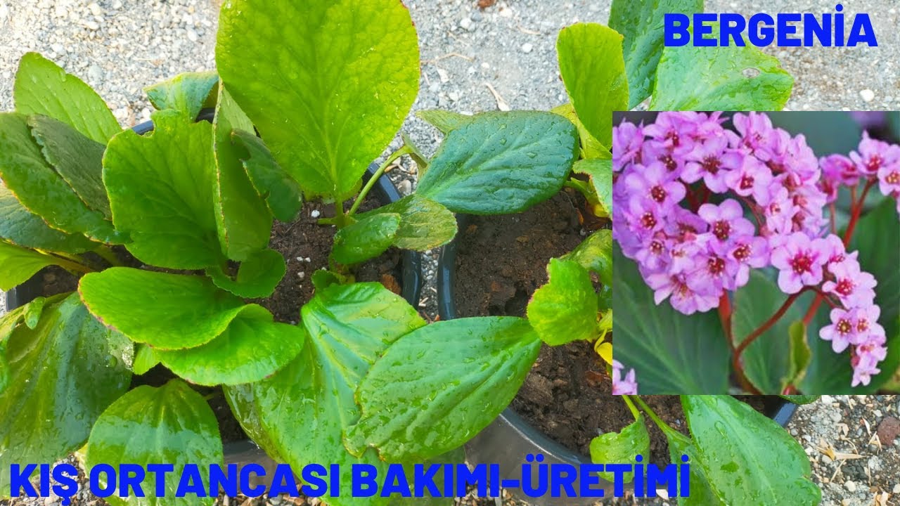 Kış Ortancası Bakımı-Üretimi/Bergenia