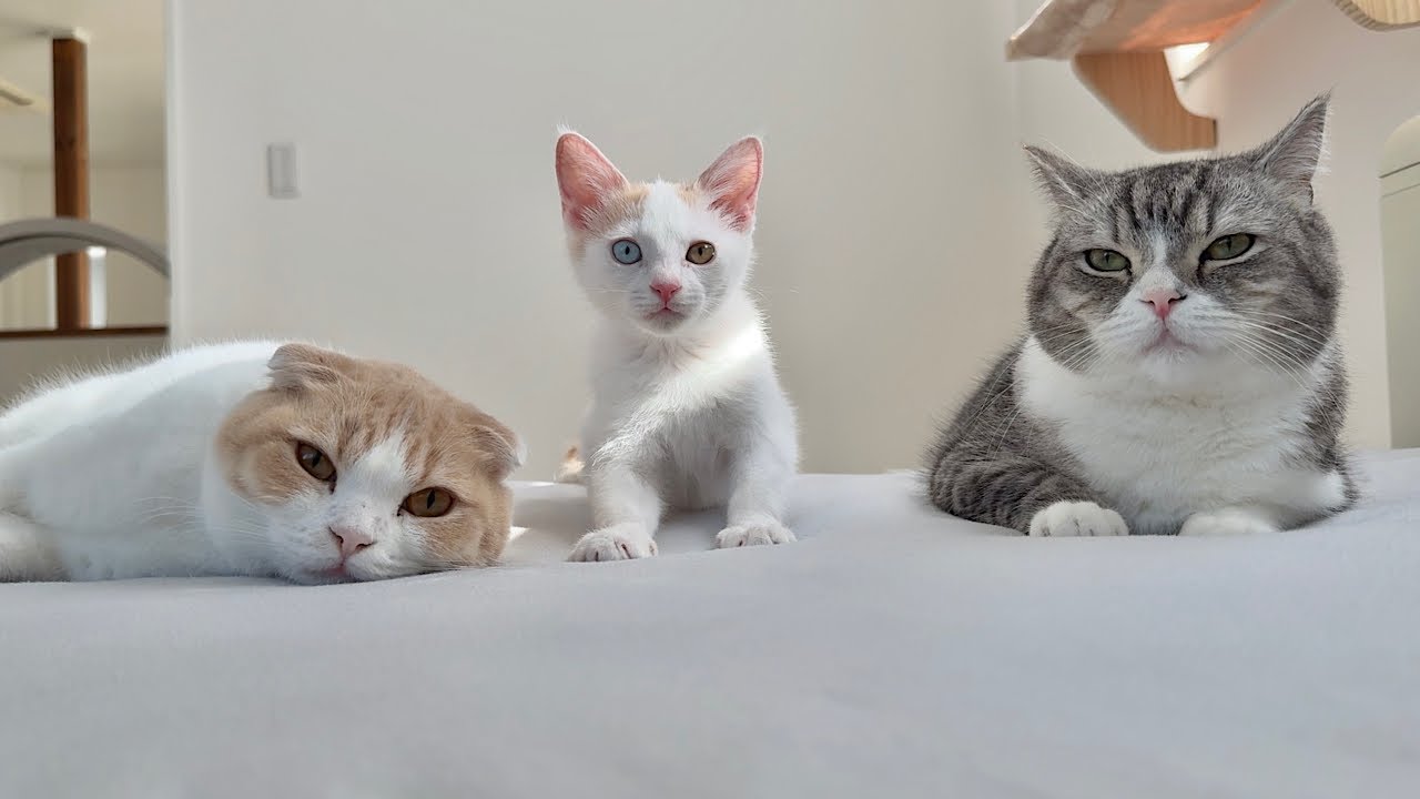 盛大に寝坊したらお腹を空かせた猫たちが枕元でこうなってました…汗