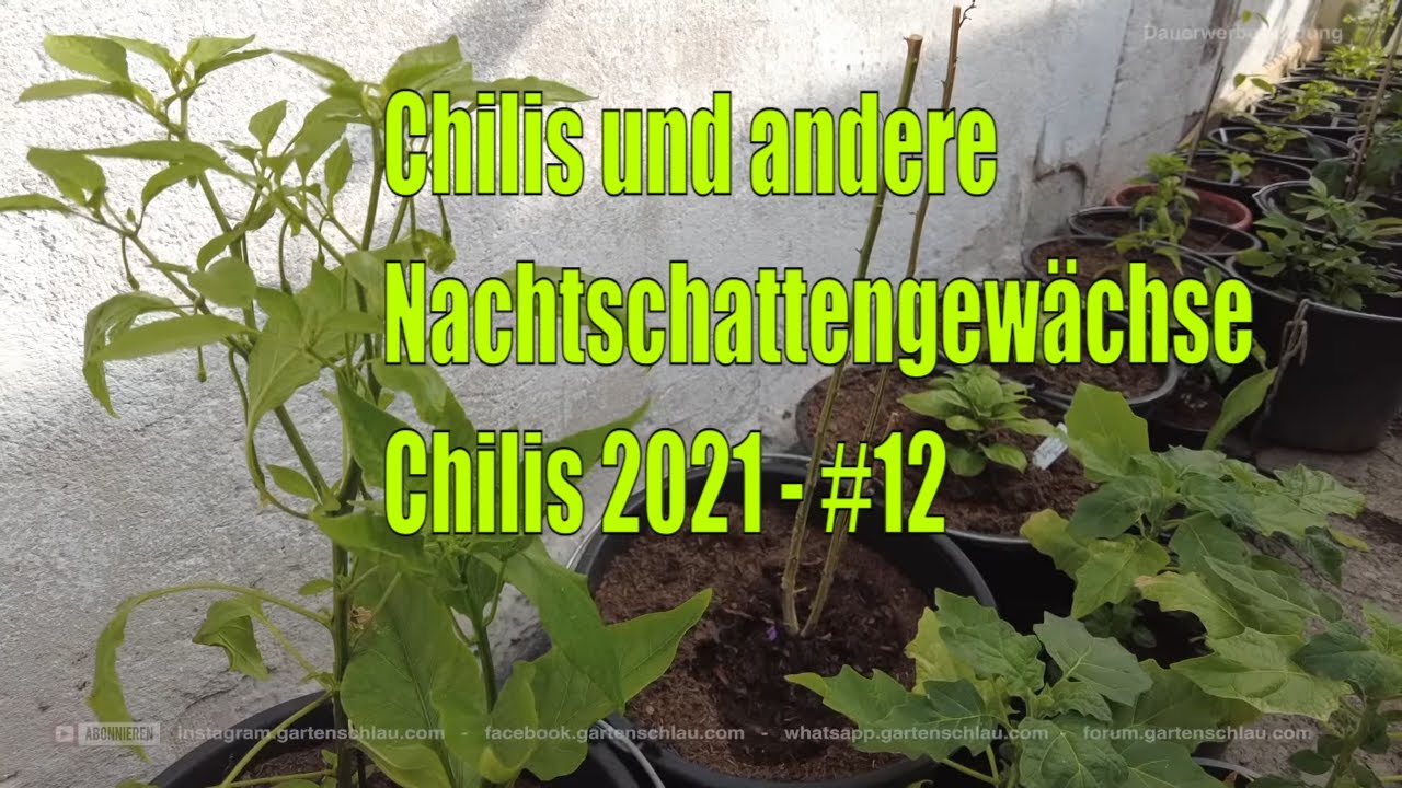 Aji Charapita pikieren: So trennst du Chili-Sämlinge ohne Wurzelschäden