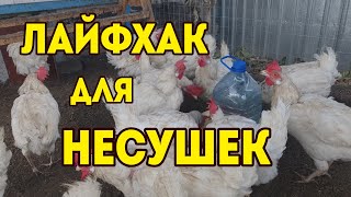 Поилка для кур несушек Своими руками