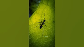 kine Master before after editing #shorts #viral #edit #minivlog #lightroom #creative #photography