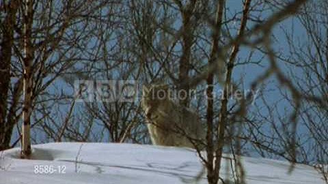 wolves this is where i belong