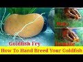 How to Hand Breed Your Goldfish