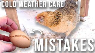 Winter Chicken Care Fails (don't Make These Mistakes!)