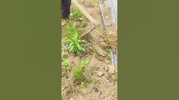 The process of removing weeds from the field ridges. Good tools facilitate the work.