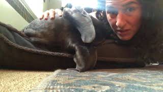 Hanging out with a Great Dane. Are bigger dogs more difficult? by KRob runs dogs and saves cats! 84 views 5 years ago 1 minute, 17 seconds