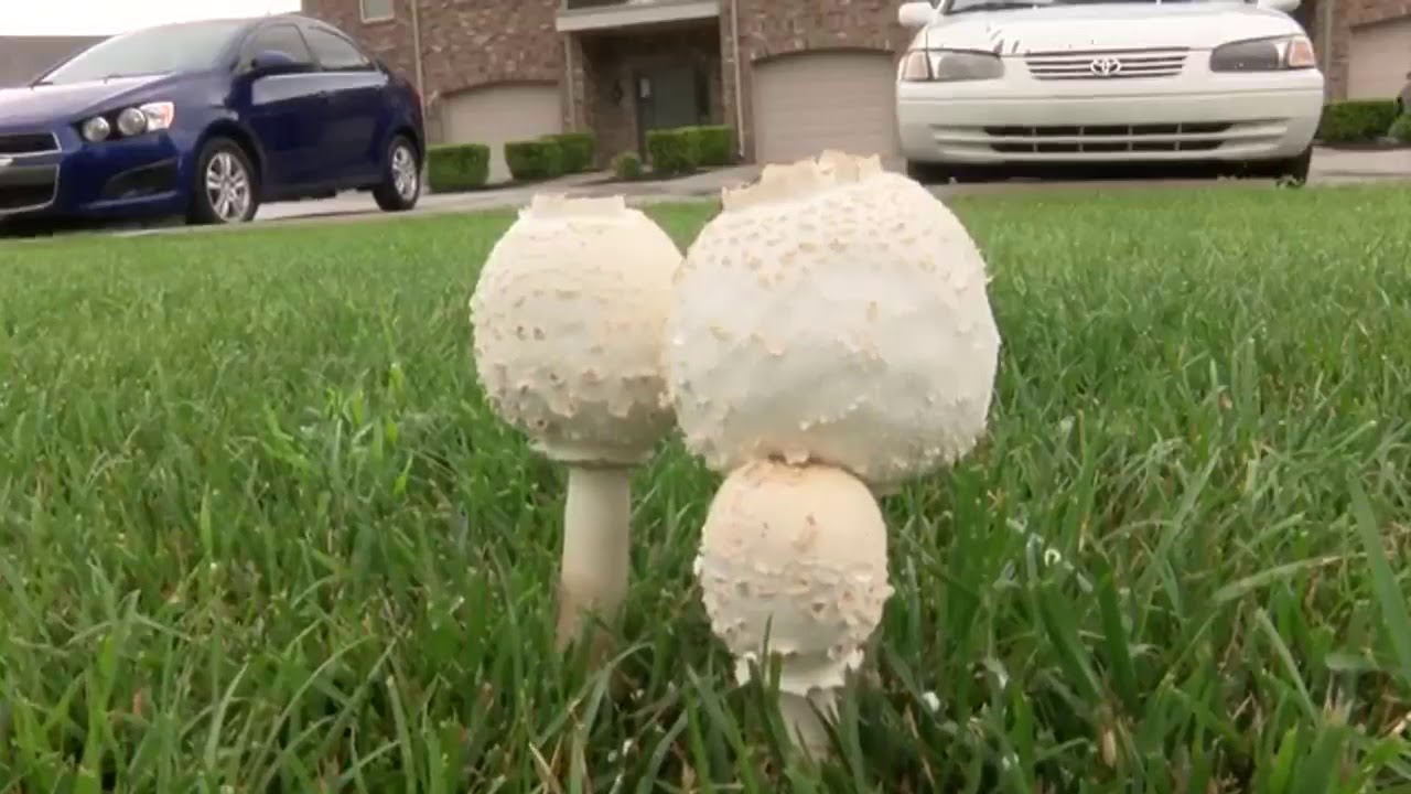 Dogs and yard mushrooms YouTube